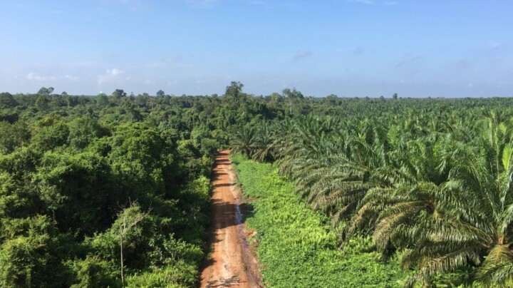 Palm oil plantation beside natural forest, illustrating land transformation considered in indirect land use change modelling.