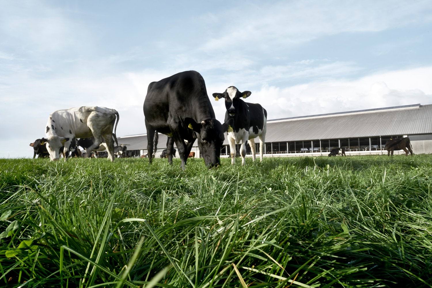 Dairy cattle grazing on pasture representing livestock agriculture requiring Life Cycle Assessment for sustainable farming decision-making