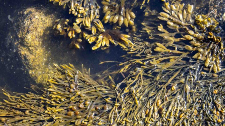 LCA of seaweed-based packaging materials