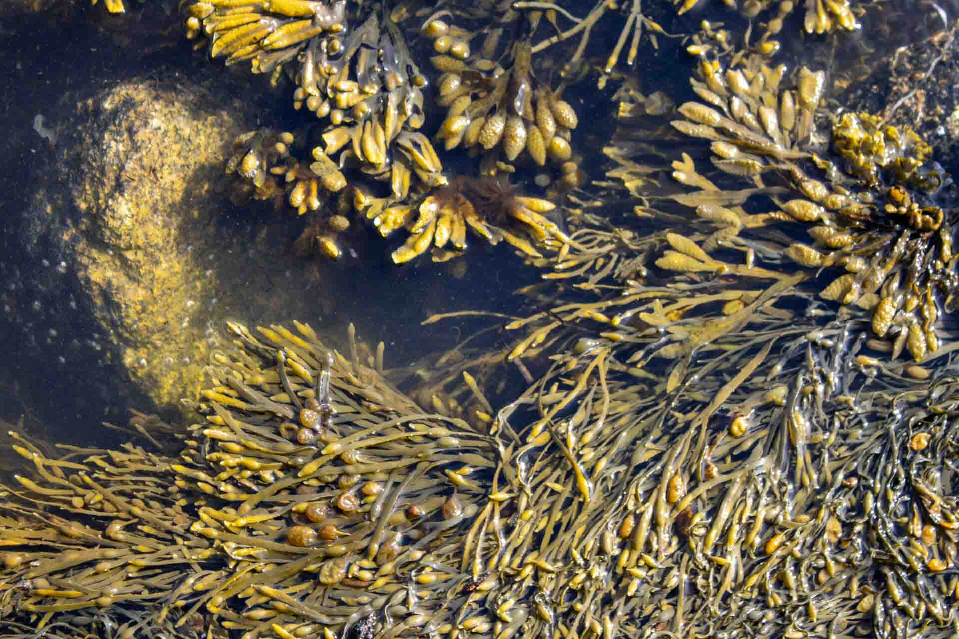 "Brown and yellow seaweed fronds floating in shallow coastal water with visible rocks beneath