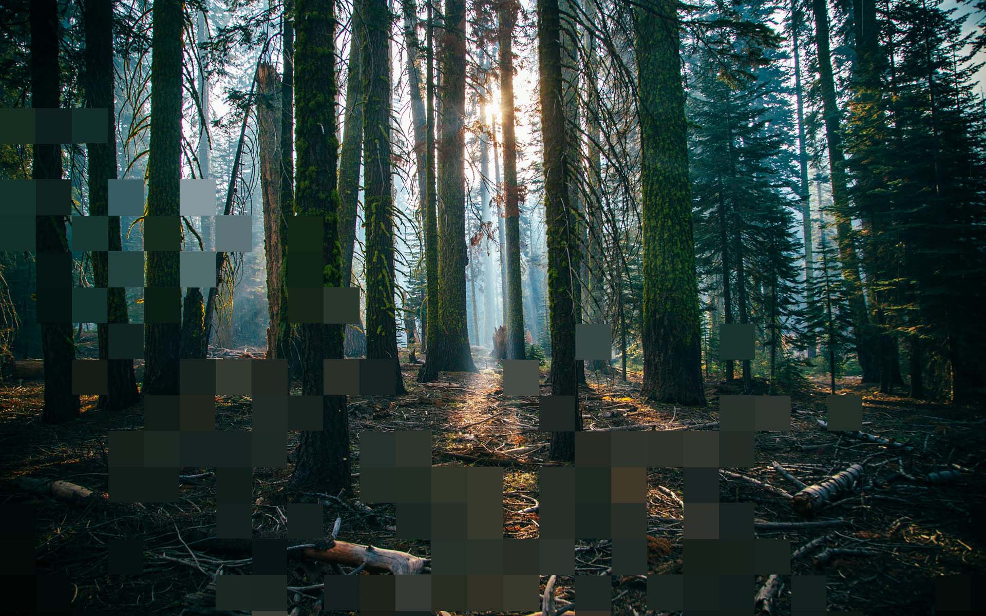 Sunlight streaming through tall moss-covered trees in a misty forest with fallen logs on the ground