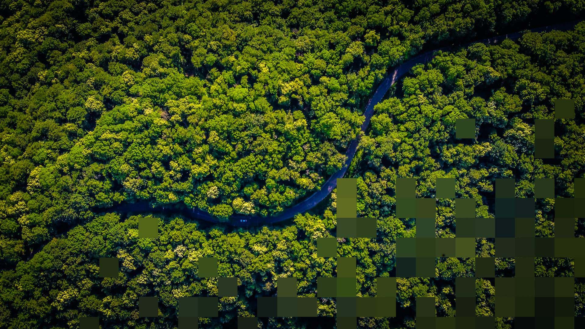 Aerial view of green trees in Iasi, Romania