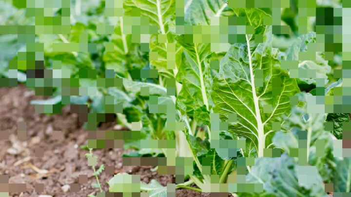 Row of green sugar beet plants growing in a cultivated field, representing the production system studied in a consequential LCA.