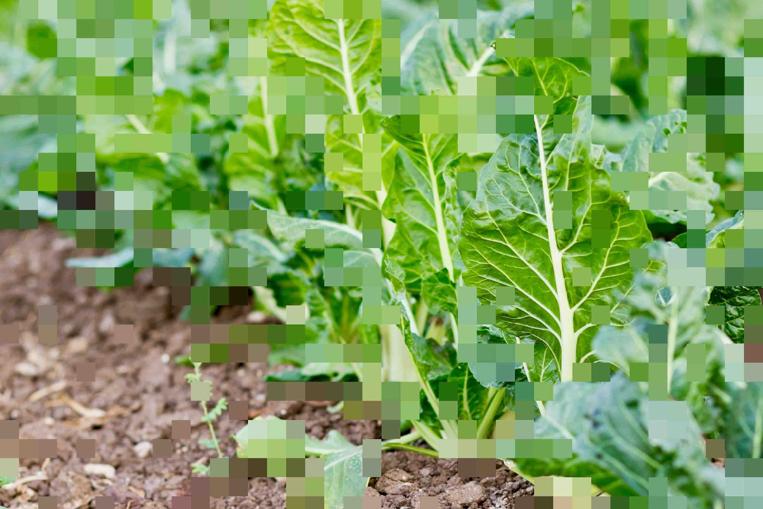 Row of green sugar beet plants growing in a cultivated field, representing the production system studied in a consequential LCA.