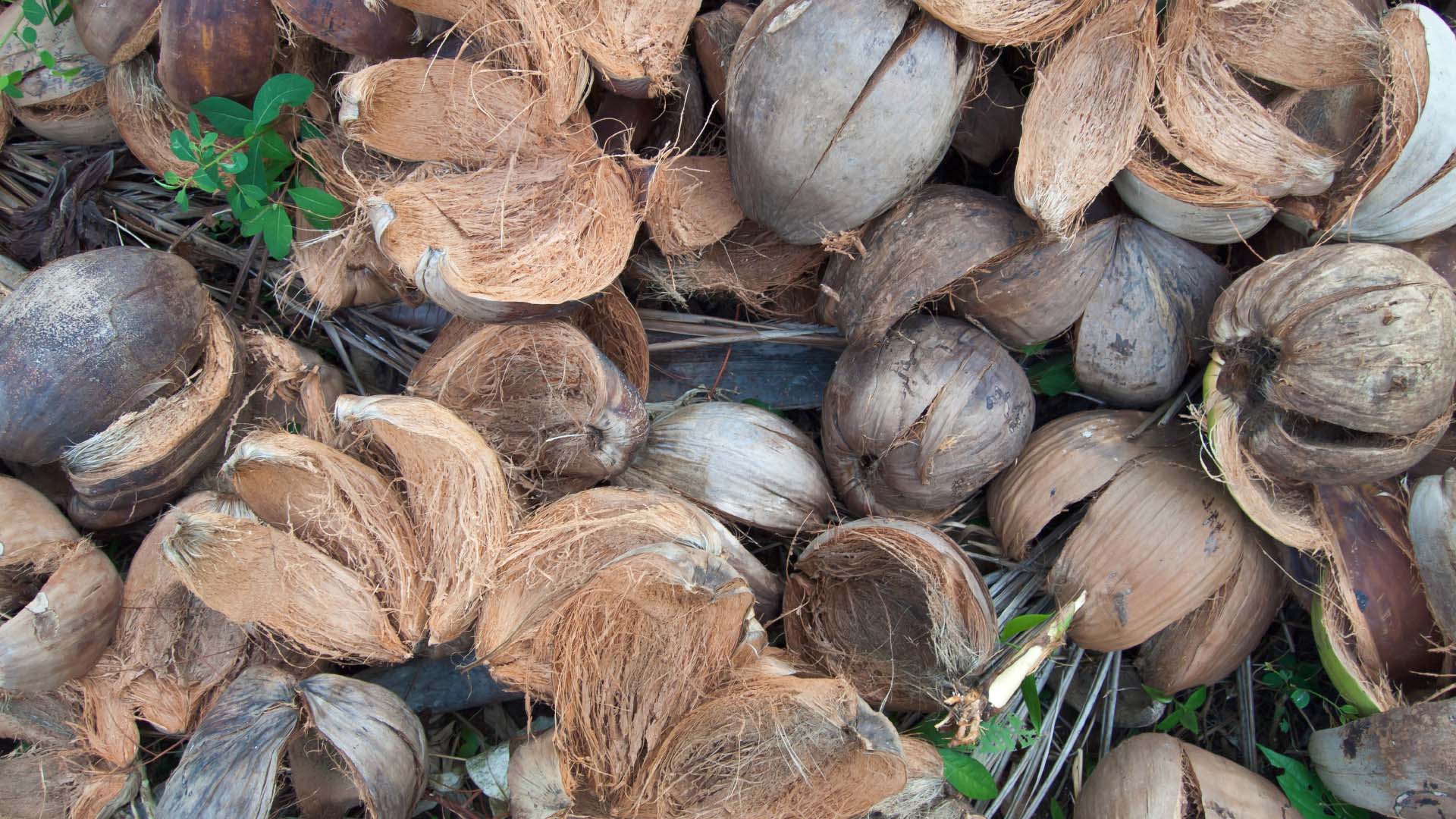 Pile of dried coconut shells and husks on the ground, photographed on Koh Mak, Thailand.