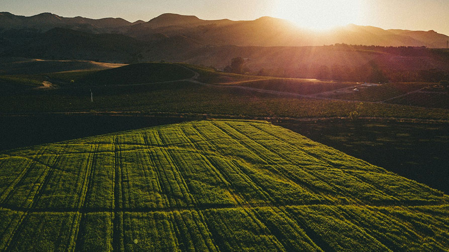 Aerial view of cultivated crop rows in agricultural field at sunset with mountain backdrop, representing the agricultural systems requiring life cycle assessment LCA for driving sustainable decision-making in food production and land use management