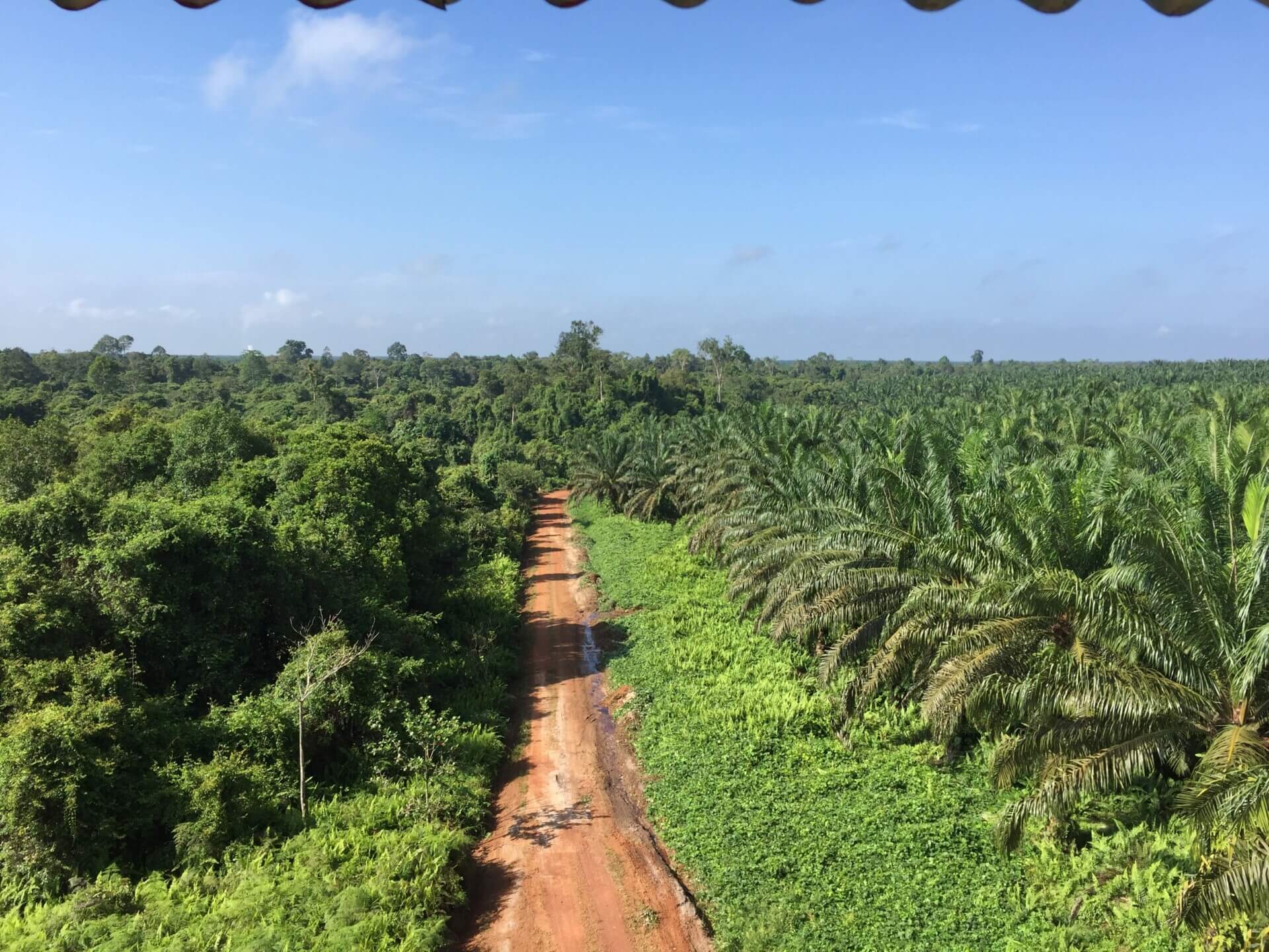 Palm oil plantation next to natural forest separated by dirt road demonstrating LCA and sustainable land use assessment