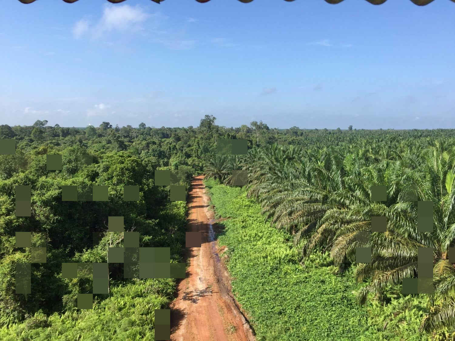 Palm oil plantation beside natural forest, illustrating land transformation considered in indirect land use change modelling.