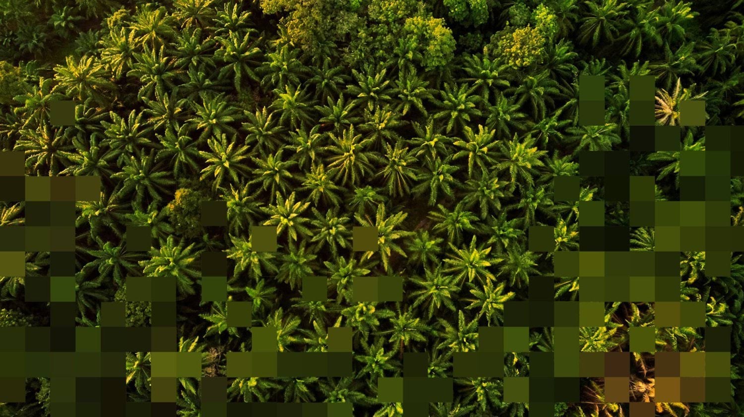 Aerial view of oil palm plantation representing sustainable palm oil production and life cycle assessment for responsible supply chain decision-making
