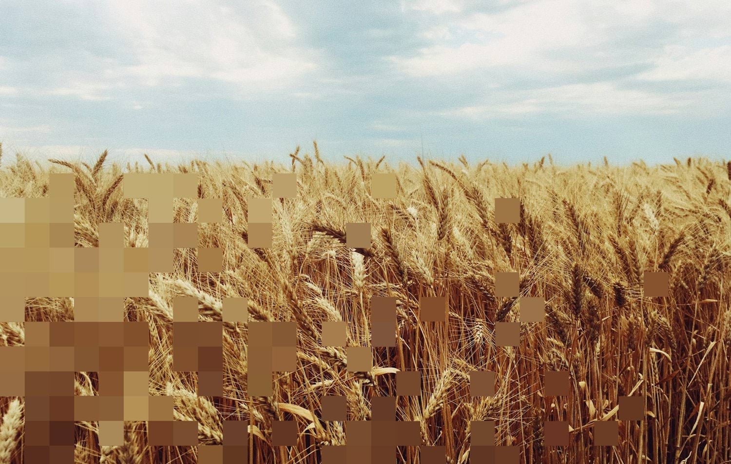 Golden wheat field ready for harvest representing cereal crop production requiring Life Cycle Assessment for sustainable agriculture