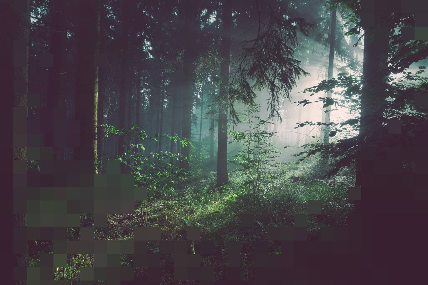 Sunlight filtering through a misty forest, illustrating the natural ecosystems considered in environmental life cycle assessments.